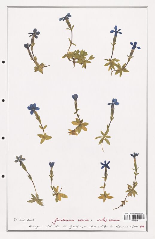 gentiana verna  (Gentianaceae)