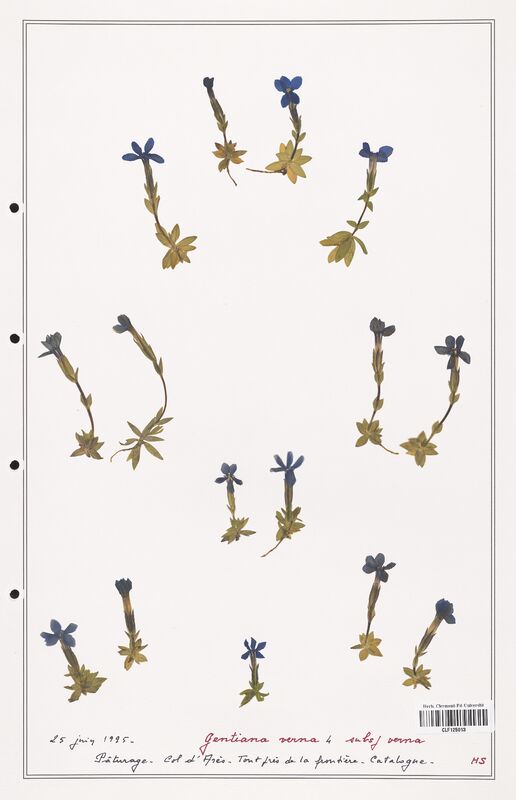 gentiana verna  (Gentianaceae)