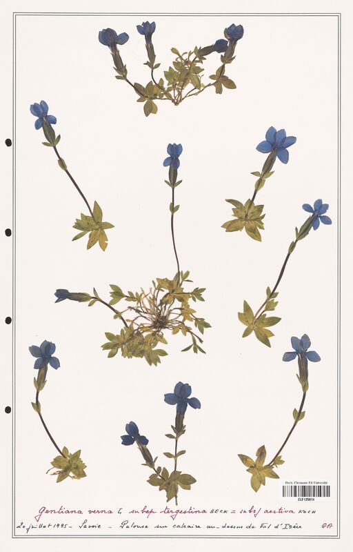 gentiana verna  (Gentianaceae)