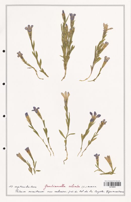 Gentianella ciliata  (Gentianaceae)