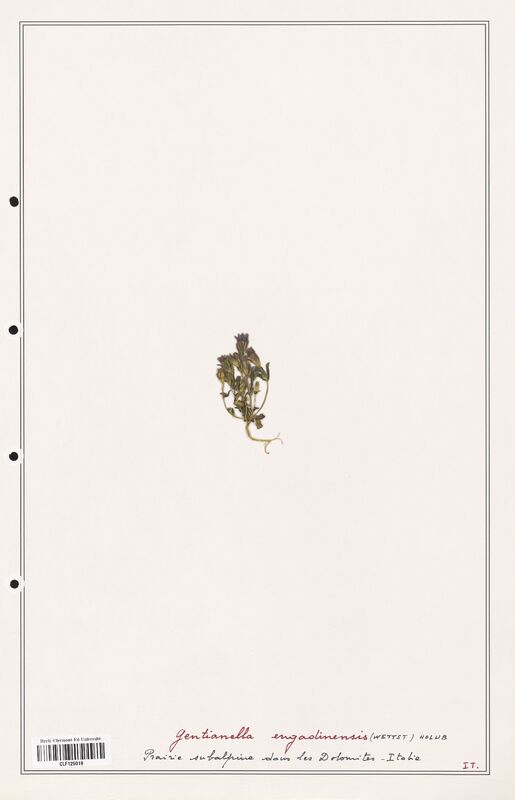 Gentianella engadinensis  (Gentianaceae)