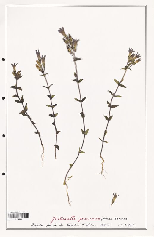 Gentianella germanica  (Gentianaceae)