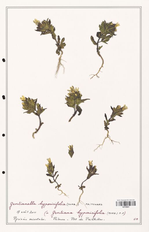 Gentianella hypericifolia  (Gentianaceae)