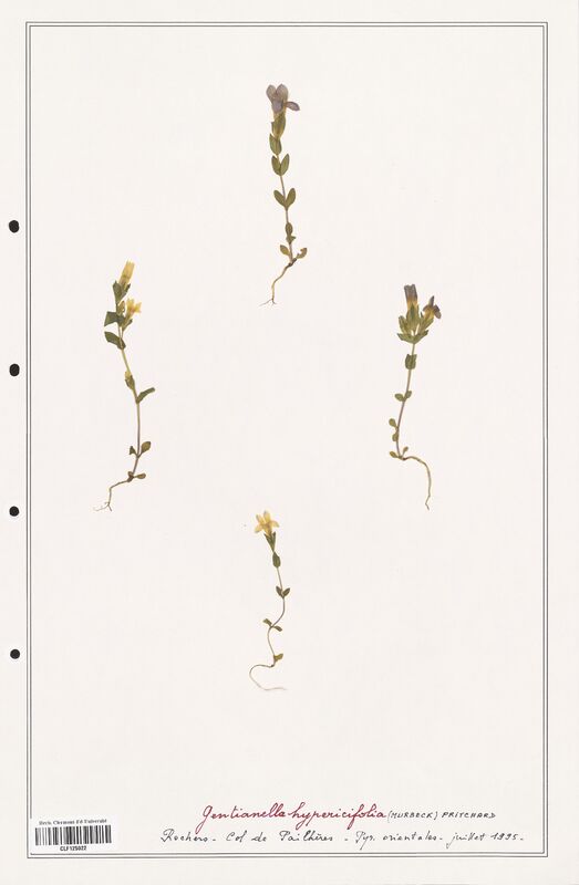 Gentianella hypericifolia  (Gentianaceae)