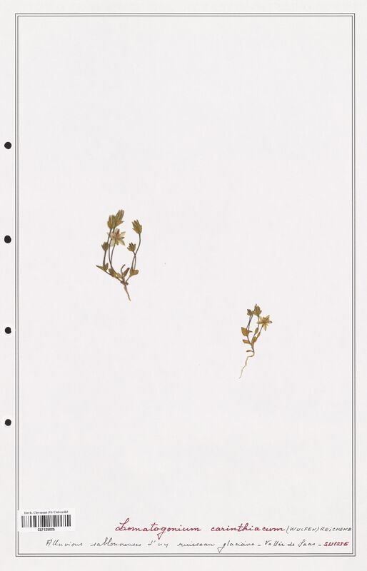 Lomatogonium carinthiacum  (Gentianaceae)