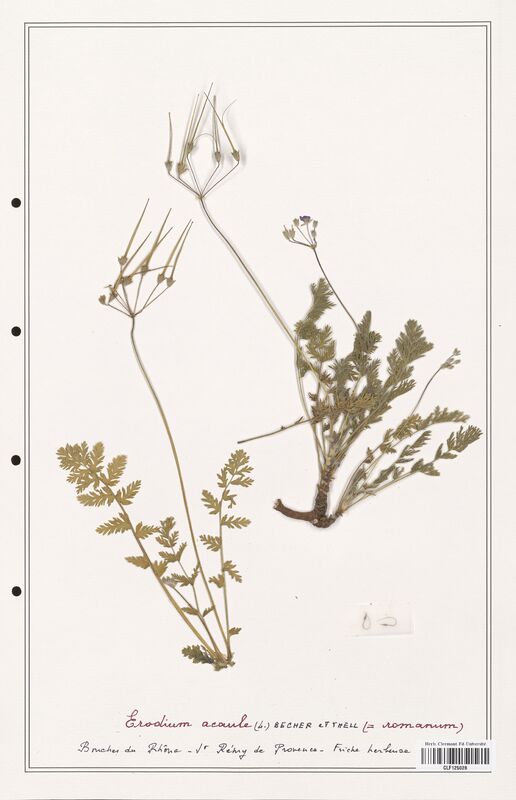 Erodium acaule  (Geraniaceae)