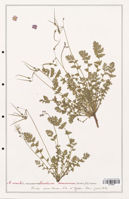 Erodium romanum  (Geraniaceae)