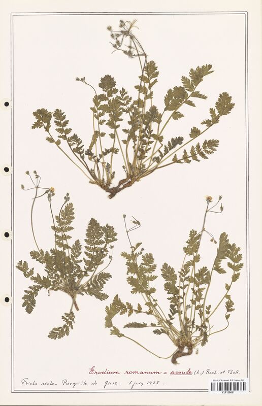 Erodium romanum  (Geraniaceae)