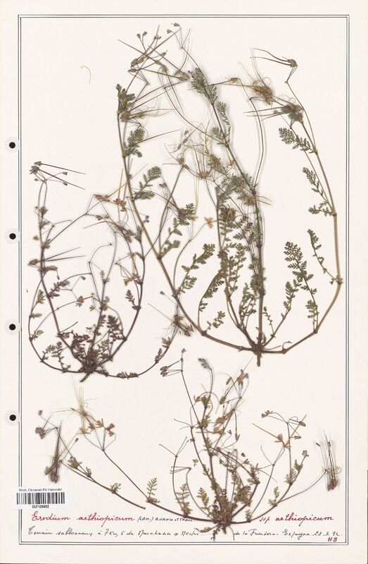 Erodium aethiopicum  (Geraniaceae)