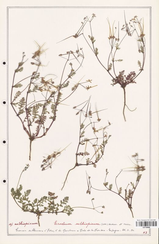 Erodium aethiopicum  (Geraniaceae)