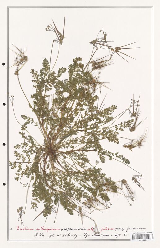 Erodium aethiopicum  (Geraniaceae)