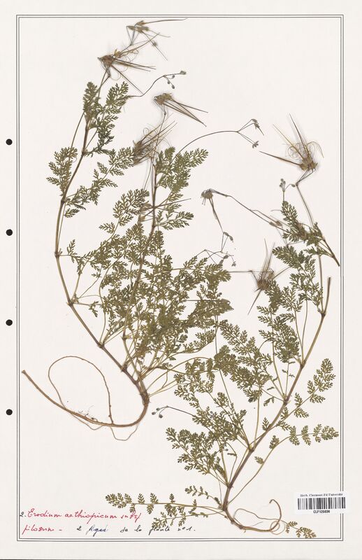 Erodium aethiopicum  (Geraniaceae)