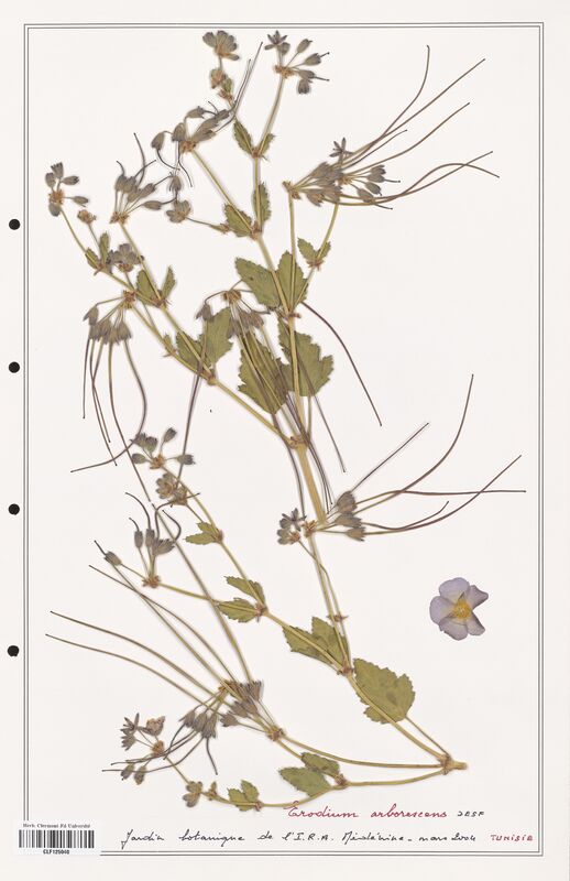 Erodium arborescens  (Geraniaceae)