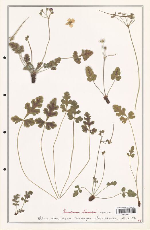 Erodium boissieri  (Geraniaceae)