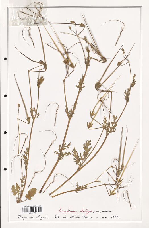 Erodium botrys  (Geraniaceae)