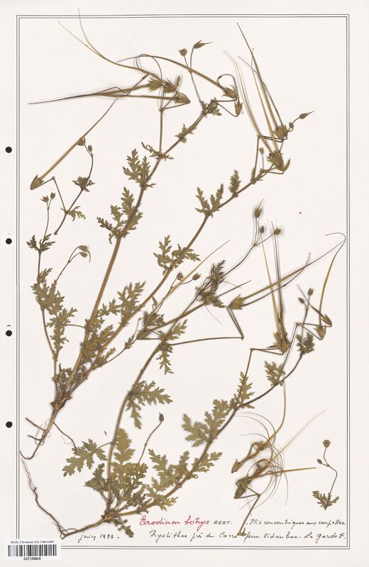 Erodium botrys  (Geraniaceae)