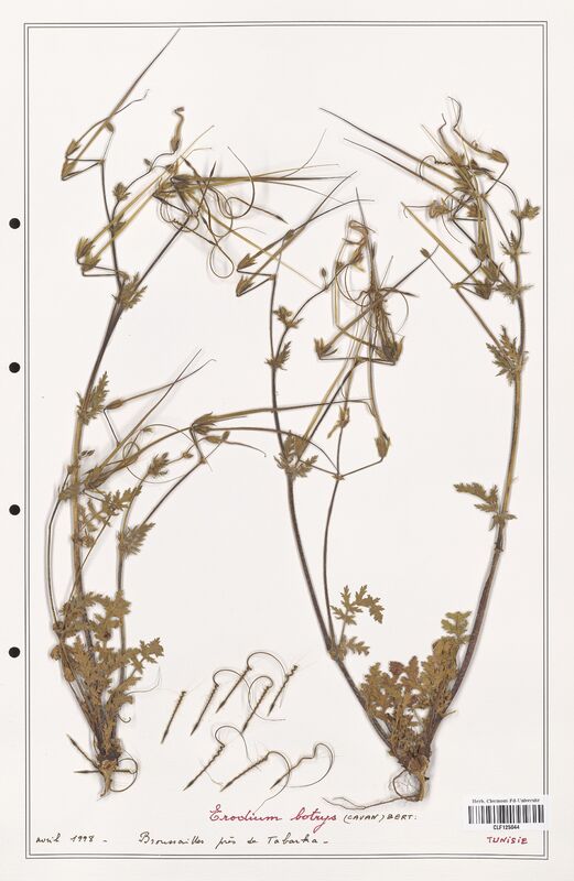 Erodium botrys  (Geraniaceae)