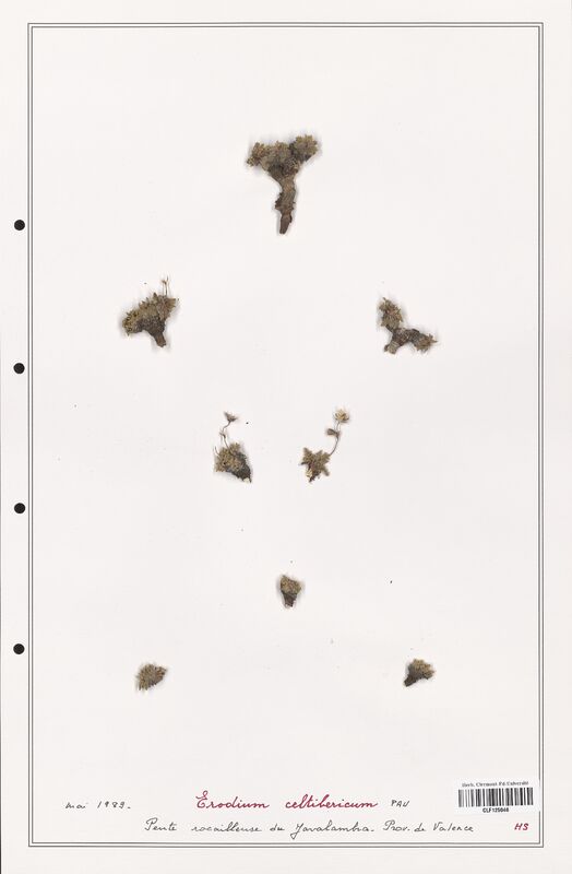 Erodium celtibericum  (Geraniaceae)