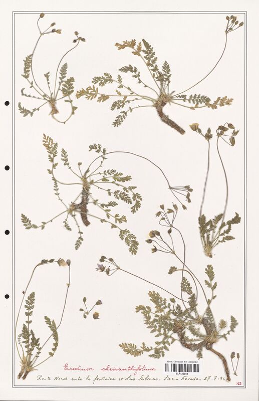 Erodium cheiranthifolium  (Geraniaceae)