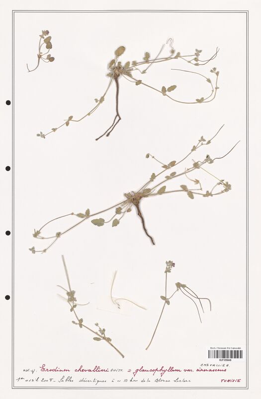 Erodium chevallieri  (Geraniaceae)