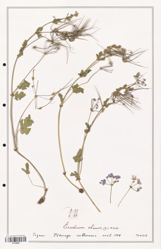 Erodium chium  (Geraniaceae)