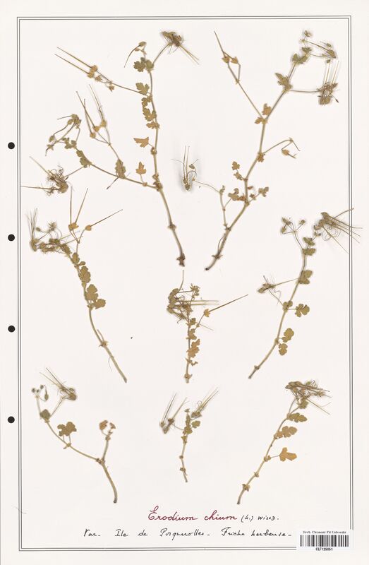 Erodium chium  (Geraniaceae)