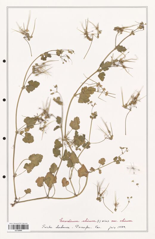 Erodium chium  (Geraniaceae)