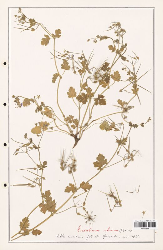 Erodium chium  (Geraniaceae)
