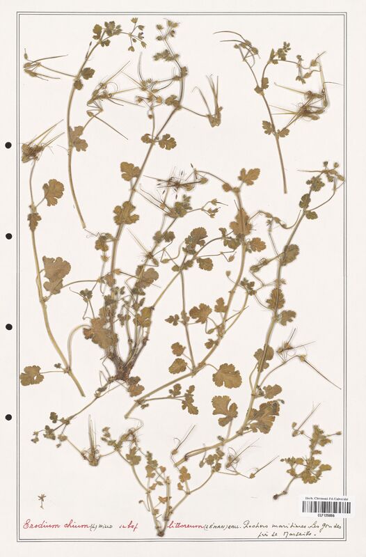 Erodium chium  (Geraniaceae)