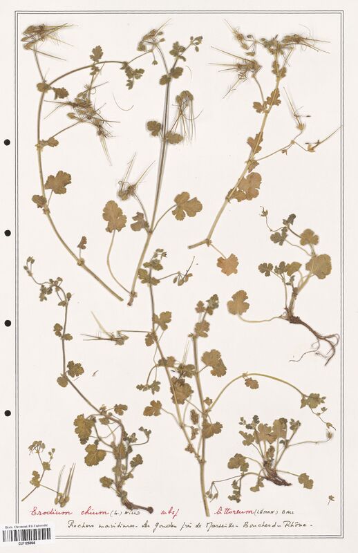 Erodium chium  (Geraniaceae)