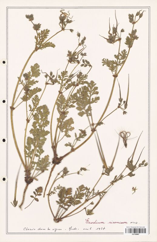 Erodium ciconium  (Geraniaceae)