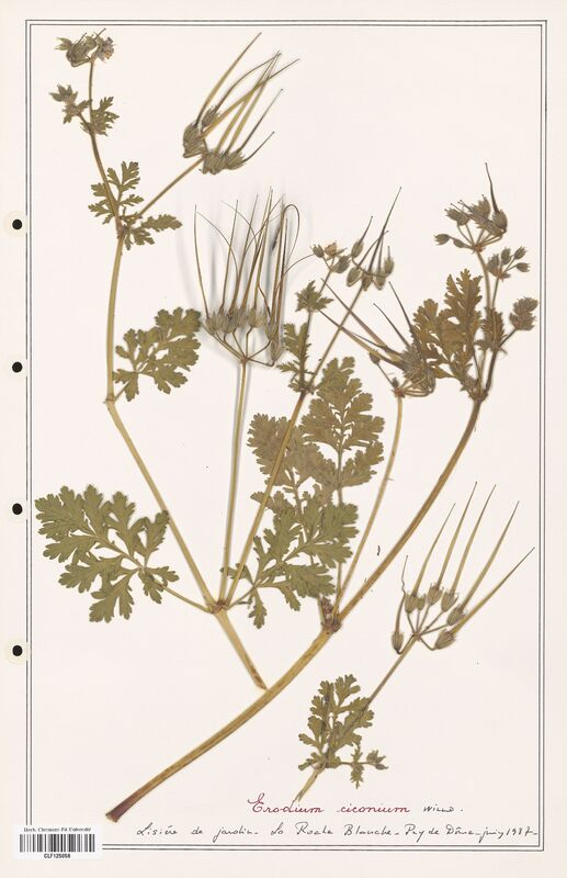 Erodium ciconium  (Geraniaceae)