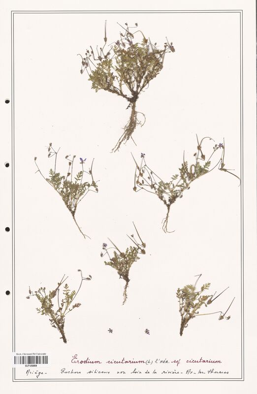 Erodium cicutarium  (Geraniaceae)