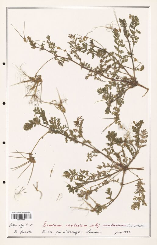 Erodium cicutarium  (Geraniaceae)