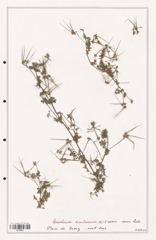 Erodium cicutarium  (Geraniaceae)