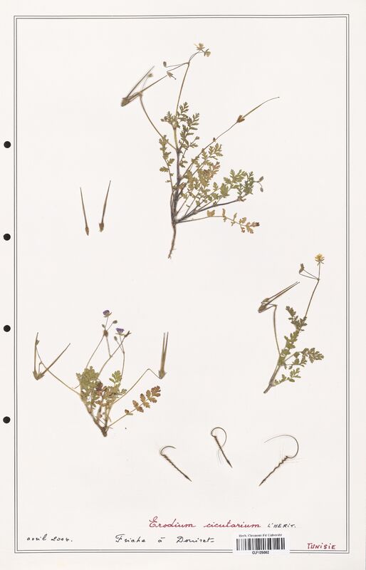 Erodium cicutarium  (Geraniaceae)