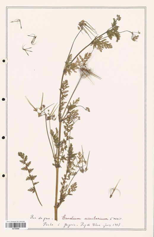 Erodium cicutarium  (Geraniaceae)