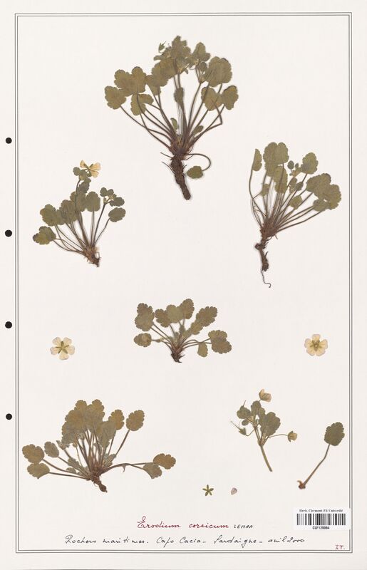 Erodium corsicum  (Geraniaceae)