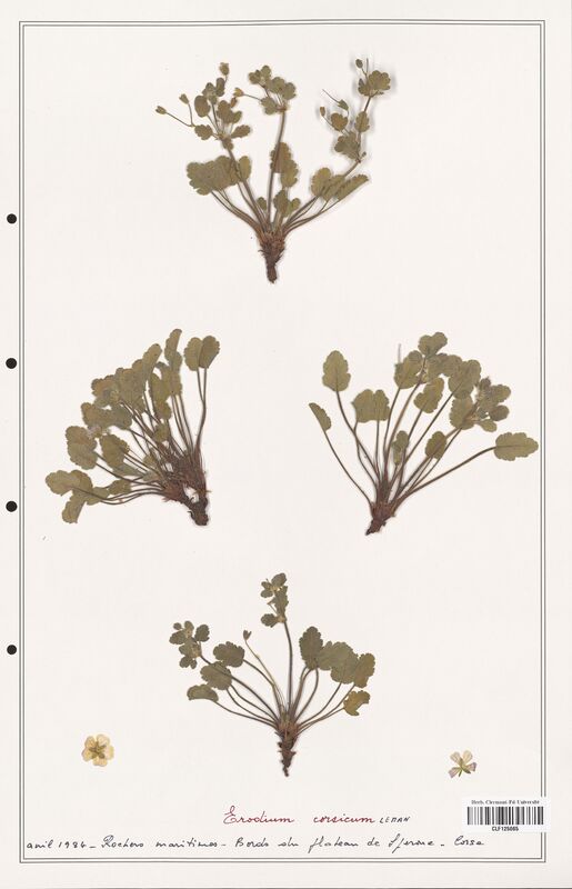 Erodium corsicum  (Geraniaceae)