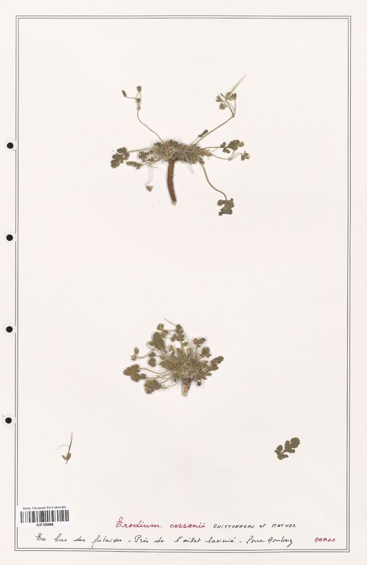 Erodium cossonii  (Geraniaceae)