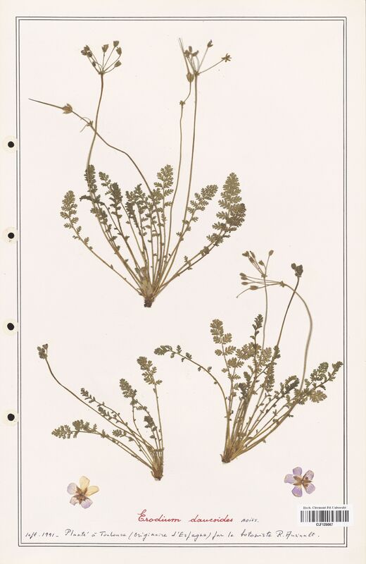 Erodium daucoides  (Geraniaceae)