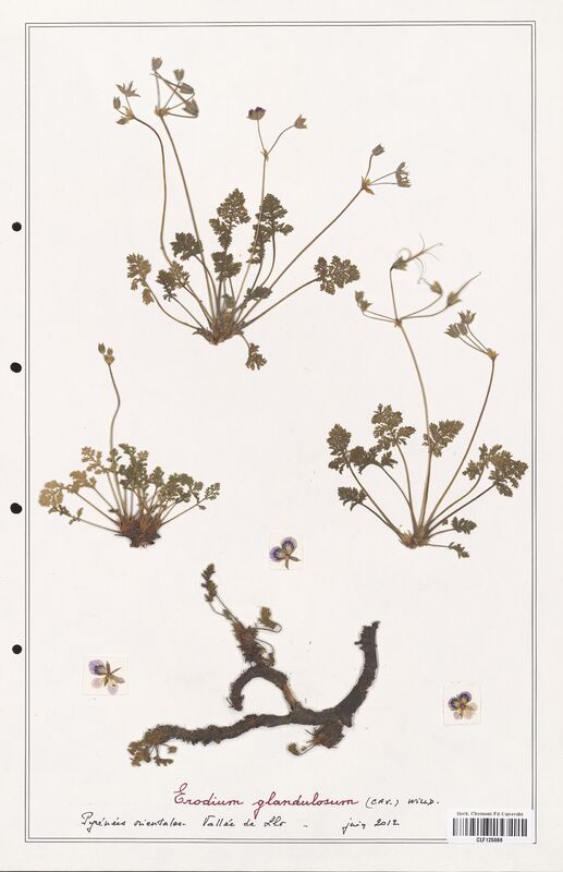 Erodium glandulosum  (Geraniaceae)