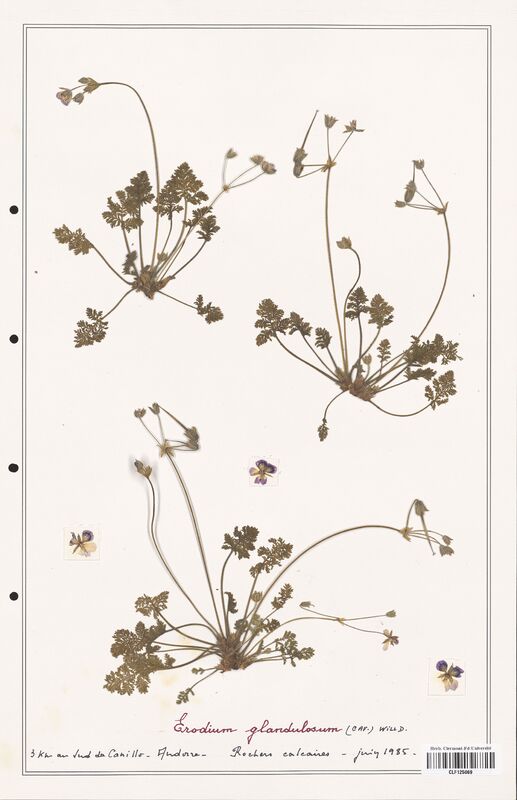 Erodium glandulosum  (Geraniaceae)