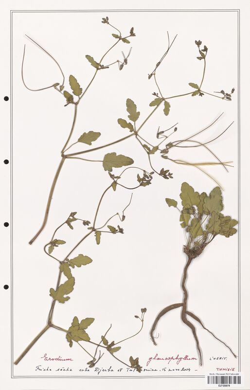 Erodium glaucophyllum  (Geraniaceae)