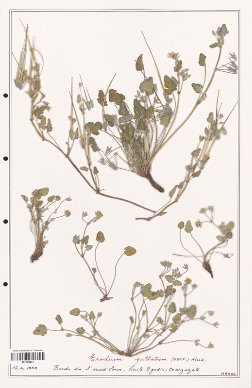 Erodium guttatum  (Geraniaceae)