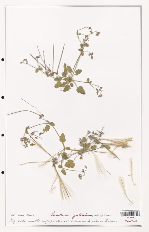 Erodium guttatum  (Geraniaceae)