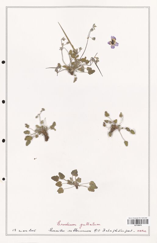 Erodium guttatum  (Geraniaceae)