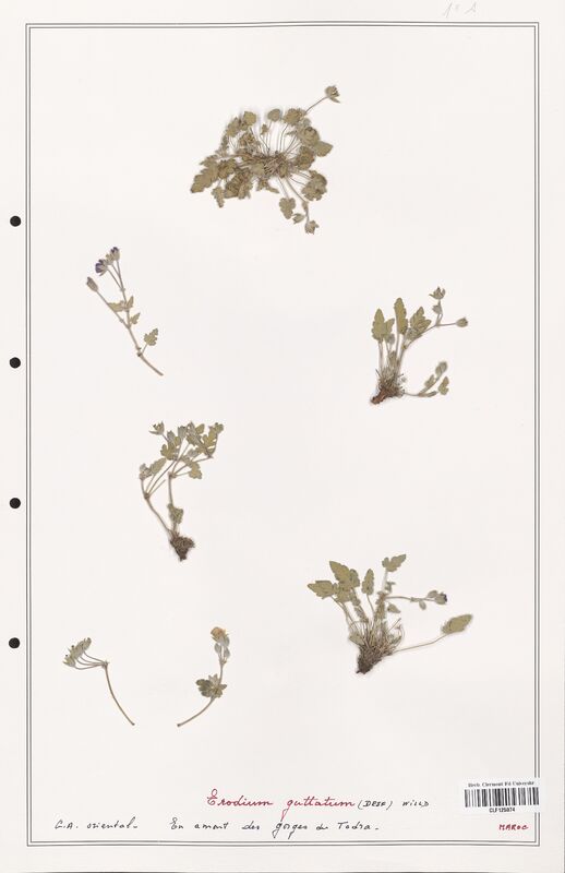 Erodium guttatum  (Geraniaceae)