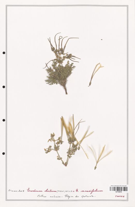 Erodium hirtum  (Geraniaceae)