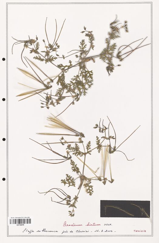 Erodium hirtum  (Geraniaceae)